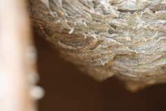 Dolichovespula saxonica