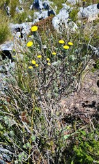 Schistostephium umbellatum