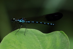 Heliocypha perforata