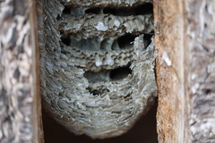 Dolichovespula saxonica