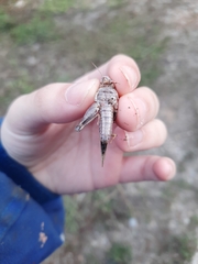 Oedipoda caerulescens