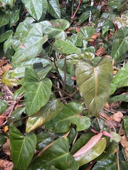 Philodendron erubescens