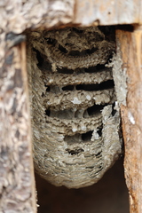 Dolichovespula saxonica