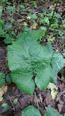 Arctium nemorosum