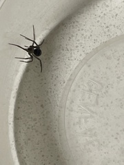 Steatoda capensis