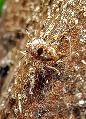 Nessiara centralis
