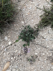 Salvia scabra