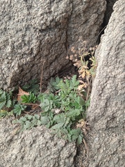 Potentilla longifolia