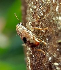Nessiara centralis