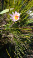 Knowltonia tenuifolia