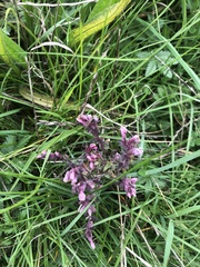 Odontites vulgaris