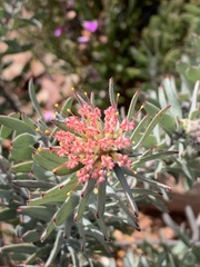 Leucospermum wittebergense