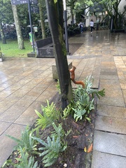 Sciurus granatensis