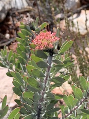 Leucospermum wittebergense