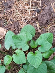 Viola odorata