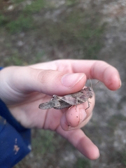 Oedipoda caerulescens