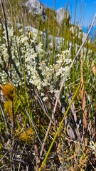 Struthiola tomentosa
