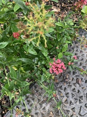 Centranthus ruber