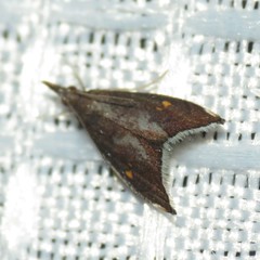 Microcausta bipunctalis