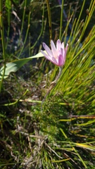 Knowltonia tenuifolia