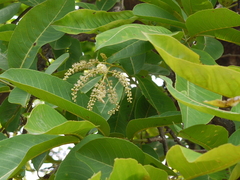 Terminalia elliptica
