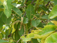 Terminalia elliptica