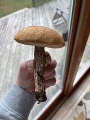 Leccinum versipelle