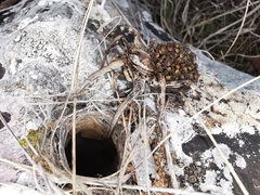 Lycosa tarantula