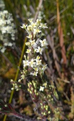 Struthiola tomentosa