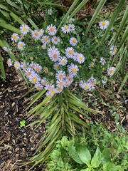 Symphyotrichum novi-belgii