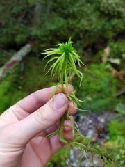 Sphagnum girgensohnii