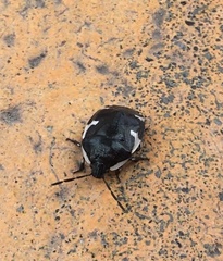 Tritomegas sexmaculatus