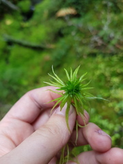 Sphagnum girgensohnii
