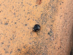 Tritomegas sexmaculatus