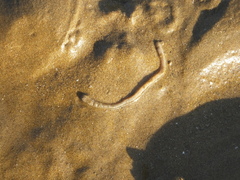 Edwardsia sipunculoides