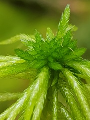 Sphagnum girgensohnii