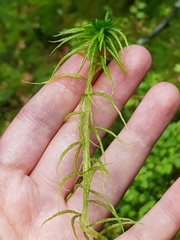 Sphagnum girgensohnii
