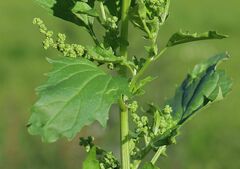 Chenopodiastrum murale