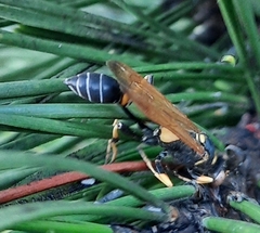 Sceliphron caementarium