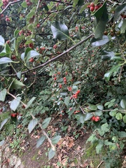 Cotoneaster franchetii