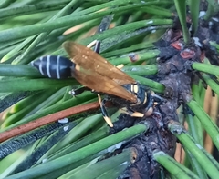 Sceliphron caementarium