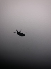 Penthe pimelia