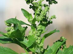 Chenopodiastrum murale
