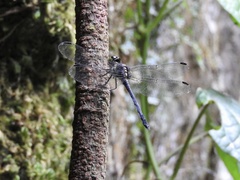 Agrionoptera longitudinalis biserialis