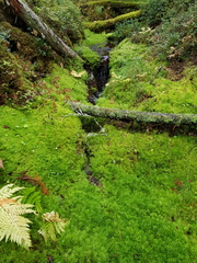 Sphagnum girgensohnii