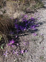 Colchicum
