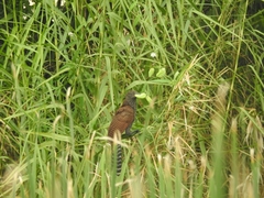 Centropus sinensis