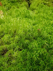 Sphagnum girgensohnii