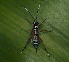 Glabridorsum stokesii