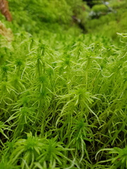 Sphagnum girgensohnii
